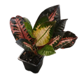 Croton Iceton